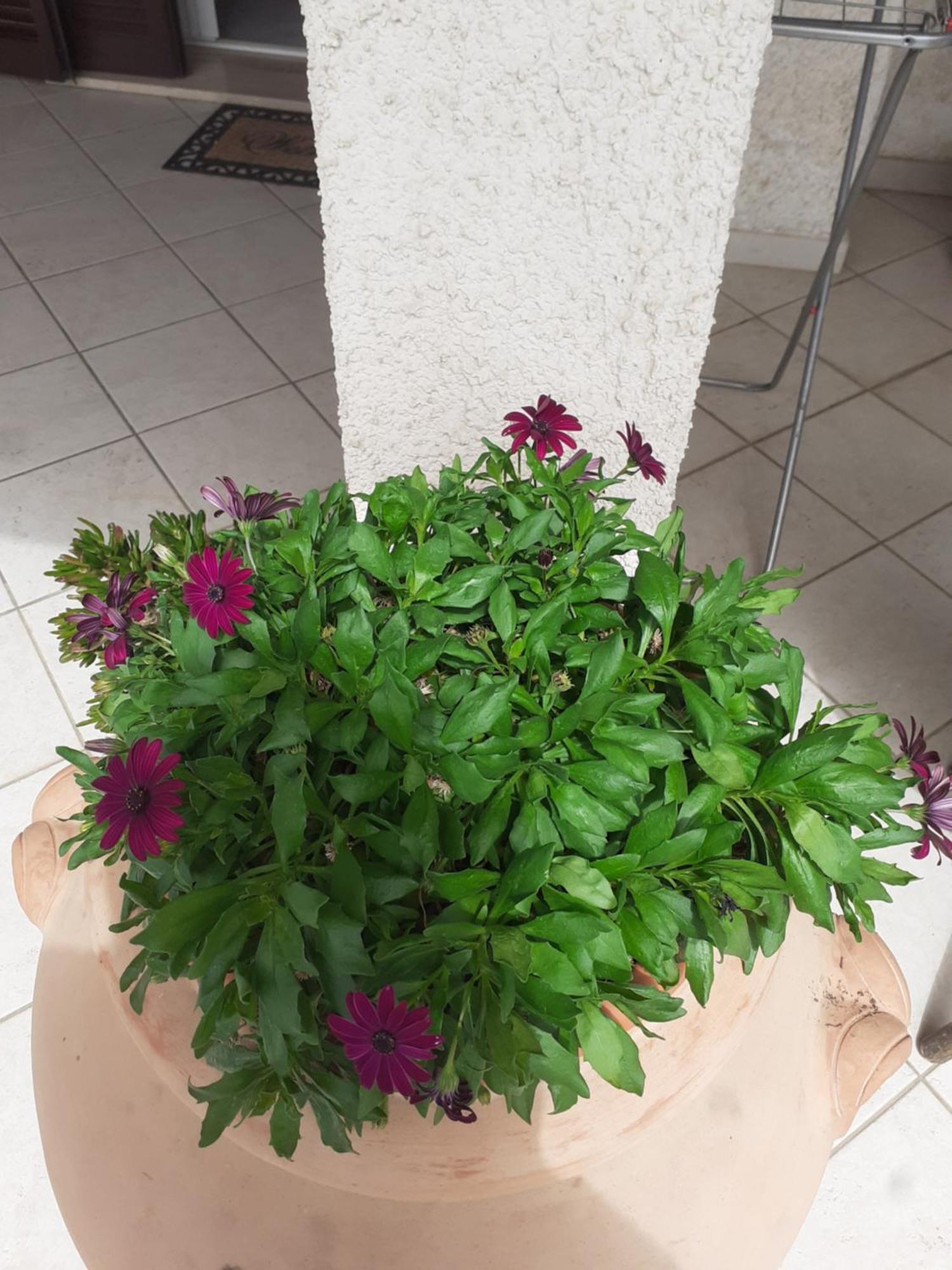 Hotel B&B Rispescia Grosseto 外观 照片